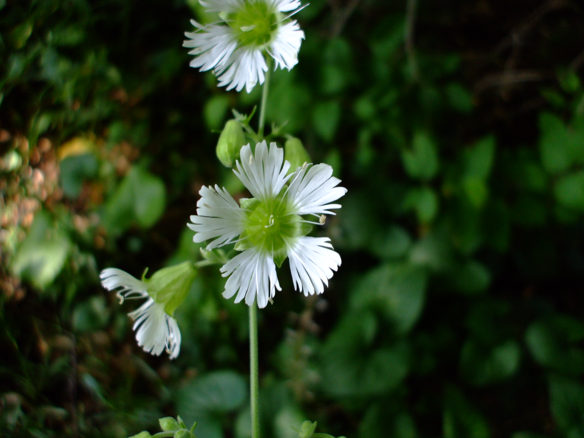 Silene stellata